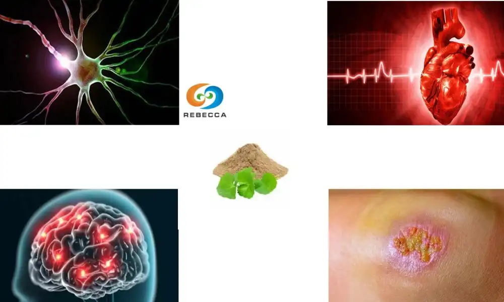 What is gotu kola extract powder used for?
